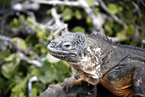 galapagos-landleguaan-06