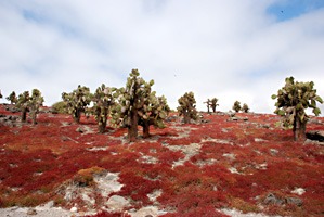 galapagos-landschap-05