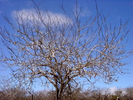 galapagos-landschap-07