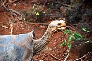 galapagos-lonesome-george