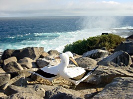 galapagos-nascaboobies-01