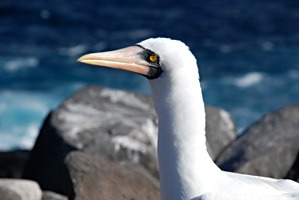 galapagos-nascaboobies-02