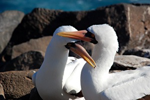 galapagos-nascaboobies-03