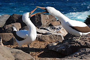 galapagos-nascaboobies-04