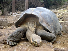 galapagos-reuzenschildpad-01
