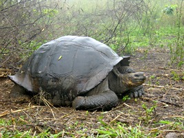 galapagos-reuzenschildpad-02