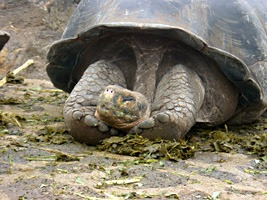 galapagos-reuzenschildpad-03