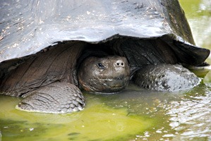 galapagos-reuzenschildpad-04