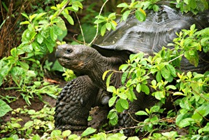 galapagos-reuzenschildpad-05