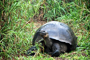 galapagos-reuzenschildpad-06