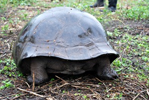 galapagos-reuzenschildpad-07