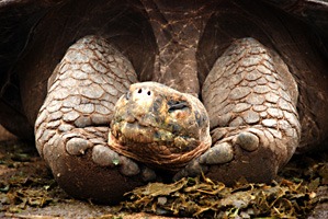 galapagos-reuzenschildpad-08