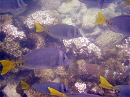 galapagos-snorkelen-01