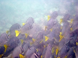 galapagos-snorkelen-02