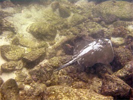 galapagos-snorkelen-03