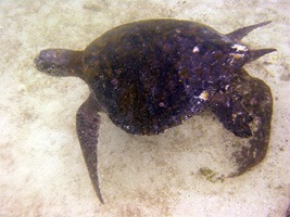 galapagos-snorkelen-04