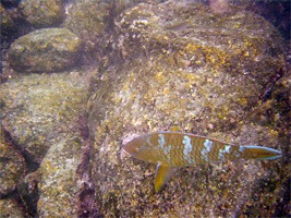 galapagos-snorkelen-05