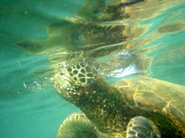 galapagos-snorkelen-07