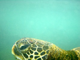 galapagos-snorkelen-08