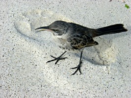 galapagos-spotvogel-01