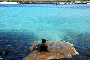 galapagos-zeeleeuwen-02