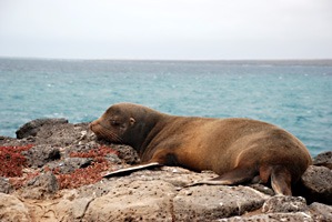 galapagos-zeeleeuwen-03