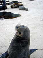 galapagos-zeeleeuwen-04
