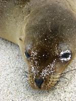 galapagos-zeeleeuwen-05