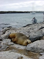 galapagos-zeeleeuwen-06