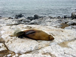 galapagos-zeeleeuwen-07