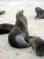 galapagos-zeeleeuwen-08