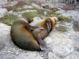 galapagos-zeeleeuwen-09