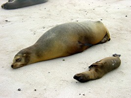 galapagos-zeeleeuwen-11