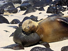 galapagos-zeeleeuwen-12