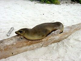 galapagos-zeeleeuwen-13