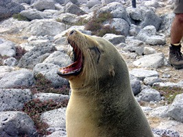 galapagos-zeeleeuwen-14