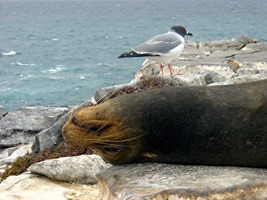 galapagos-zeeleeuwen-15