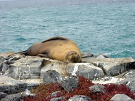 galapagos-zeeleeuwen-16