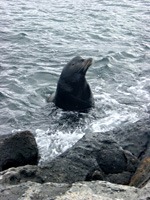 galapagos-zeeleeuwen-17