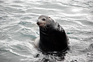 galapagos-zeeleeuwen-18