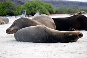 galapagos-zeeleeuwen-19