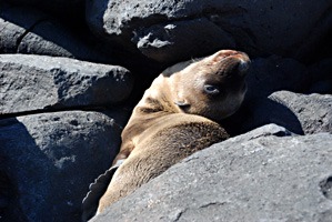 galapagos-zeeleeuwen-20