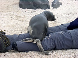 galapagos-zeeleeuwen-21