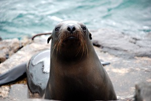 galapagos-zeeleeuwen-22