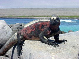 galapagos-zeeleguaan-01