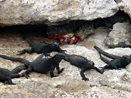 galapagos-zeeleguaan-02