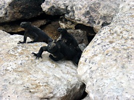 galapagos-zeeleguaan-03