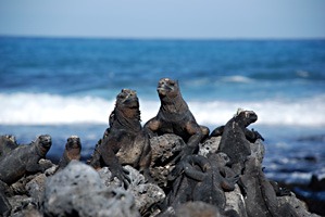 galapagos-zeeleguaan-04