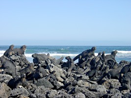 galapagos-zeeleguaan-05