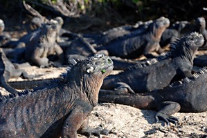 galapagos-zeeleguaan-06